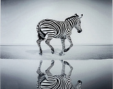 Картина Kare Design Savanne Zebra