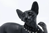 Декор Kare design Standing Cat Audrey Black