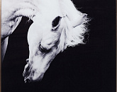 Картина Kare Design Alu Proud Horse